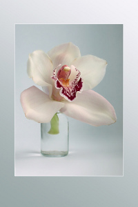 Волшебный цветок орхидея